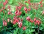 DICENTRA - imagine 33753